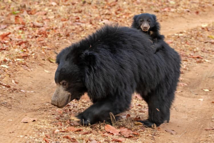 sloth bear