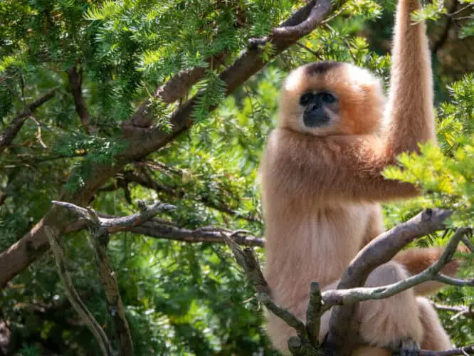 Northern Buff-cheeked Gibbon