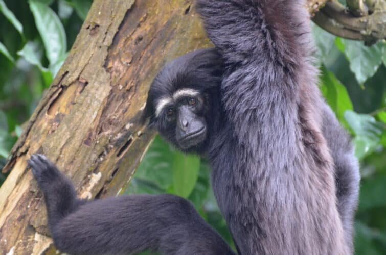 Western Hoolock Gibbon