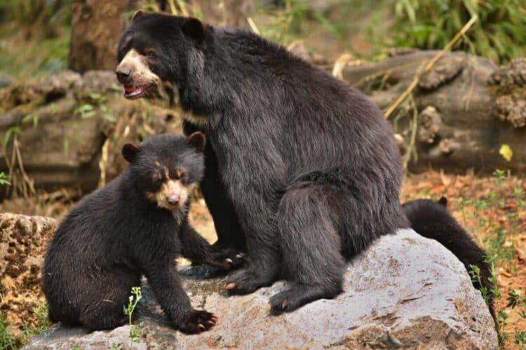 Andean Bear  