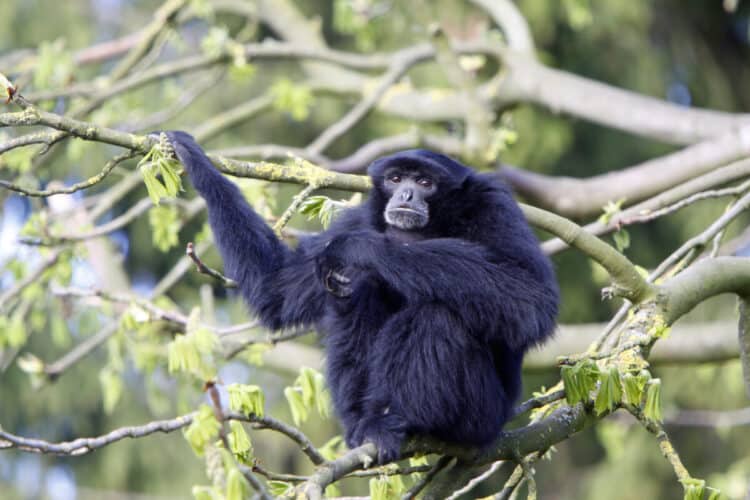 siamang