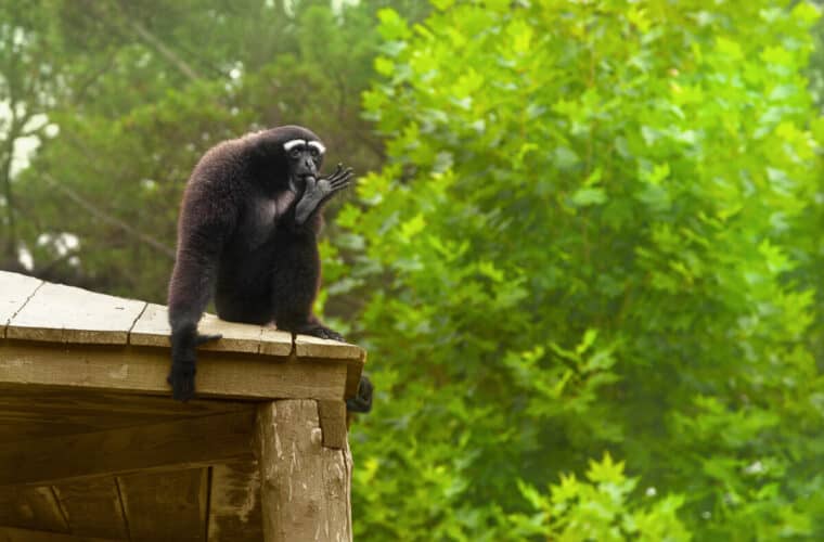 Eastern Hoolock Gibbon