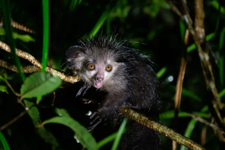 One of The rare Aye-Aye lemur that is only nocturnal