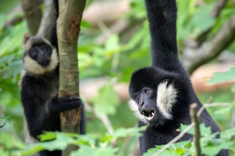 closeup view of northern white-cheeked gibbon or Nomascus leucogenys