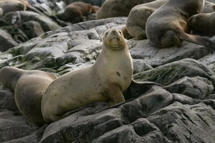 South American Fur Seal