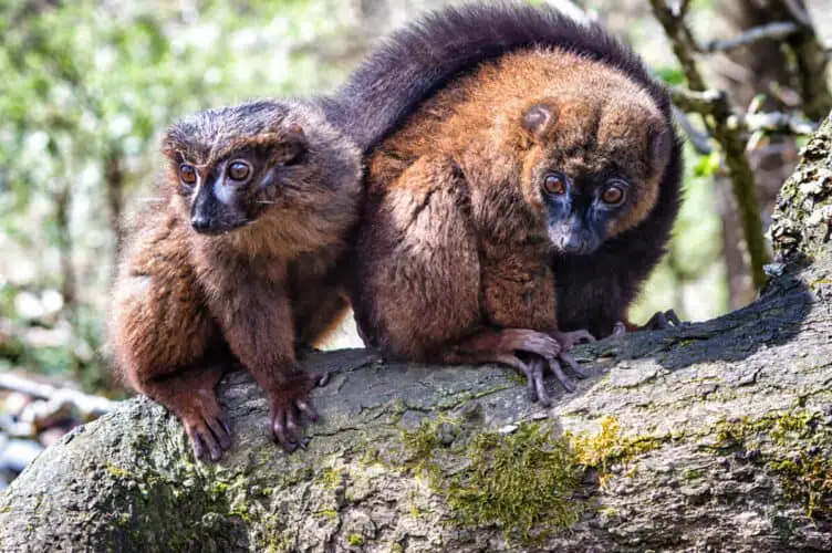 Cute Red-bellied Lemur with partner(Eulemur rubriventer)