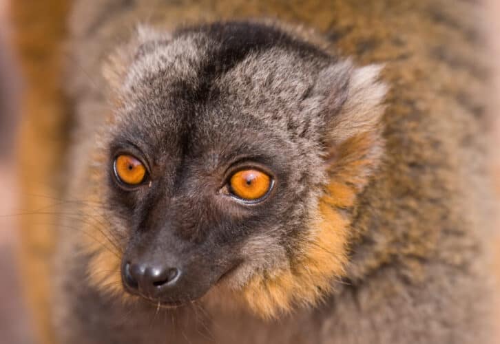 Mongoose Lemur
Eulemur mongoz
Single adult portrait
UK, Captive