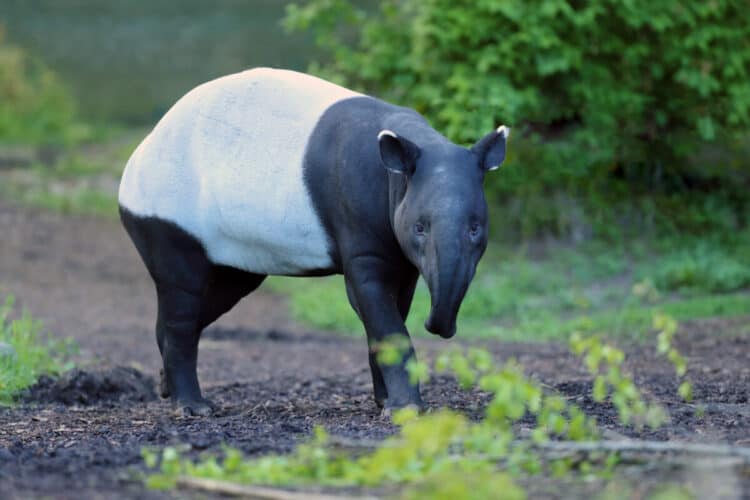 The Malayan tapir (Acrocodia indica), also called the Asian, Asiatic, Oriental, Indian or piebald tapir standing in green with a green background.