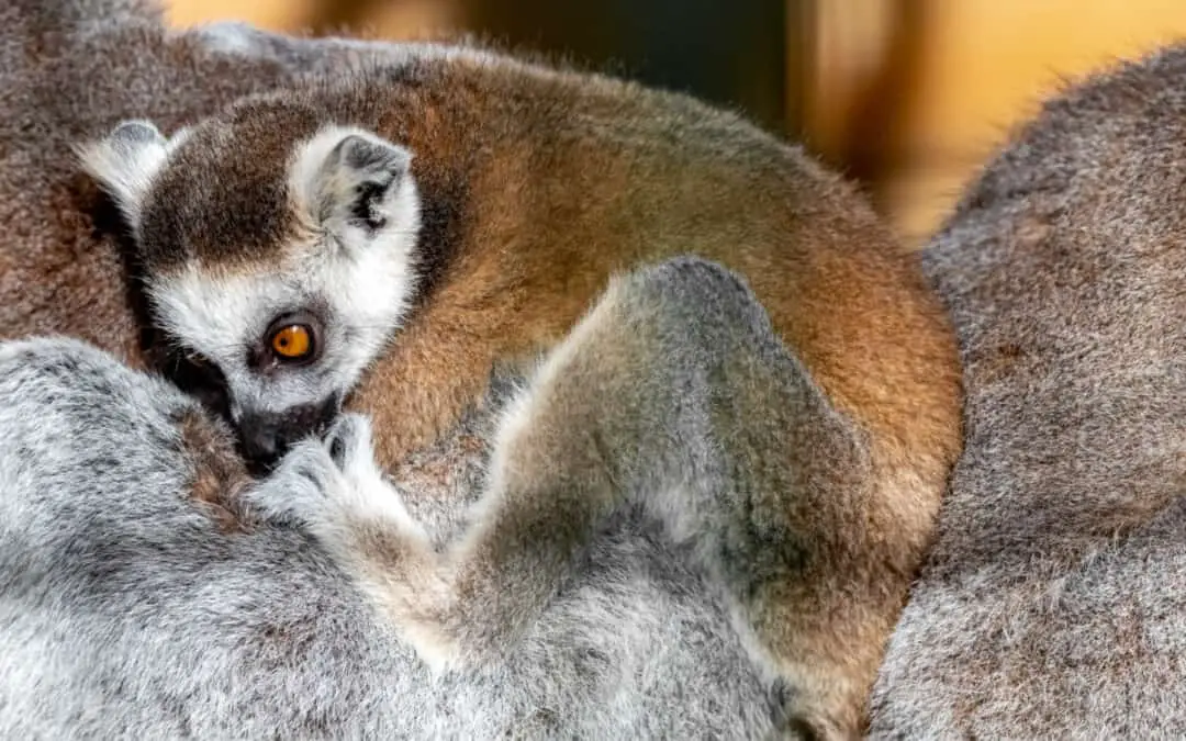 Gray-Headed Lemur