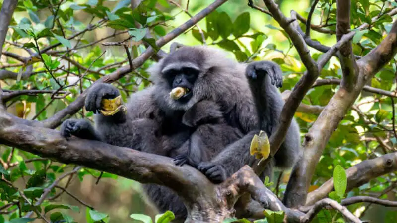 Javan gibbon with baby in tree. gibbon eating banana