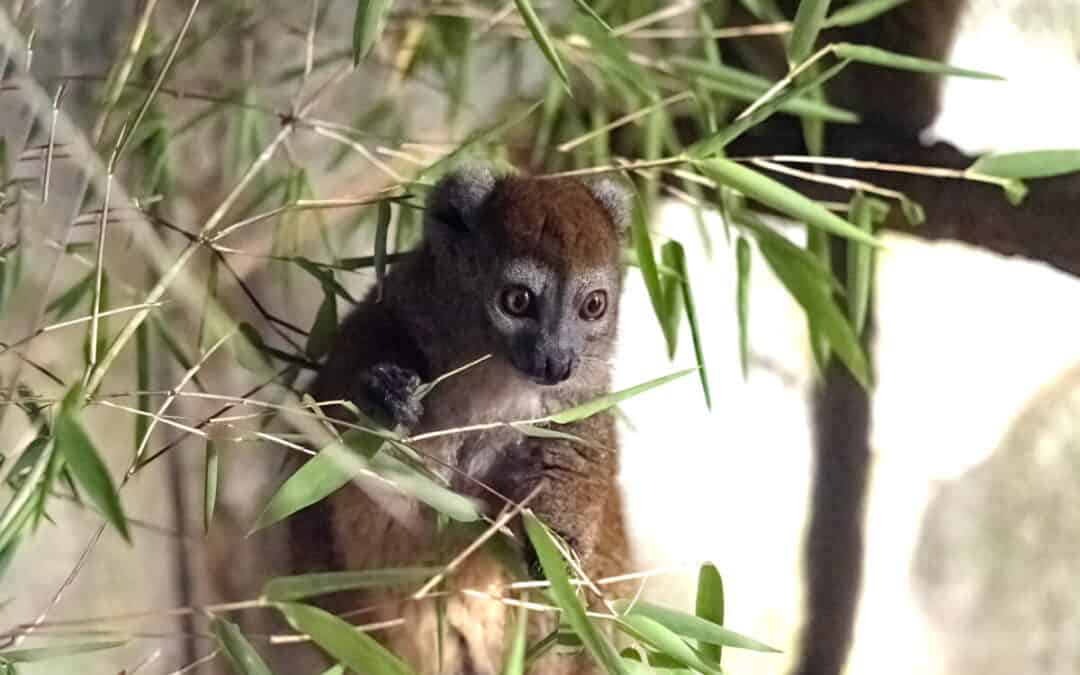 Western Lesser Bamboo Lemur