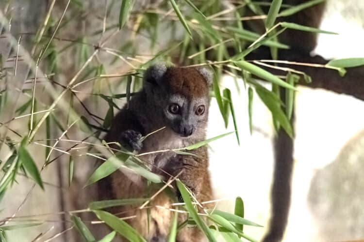 Lesser Bamboo Lemur, Hapalemur Occidentalis, sitting on a branch and nibbles bamboo