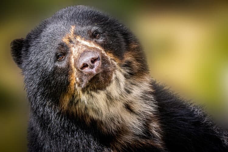 spectacled bear