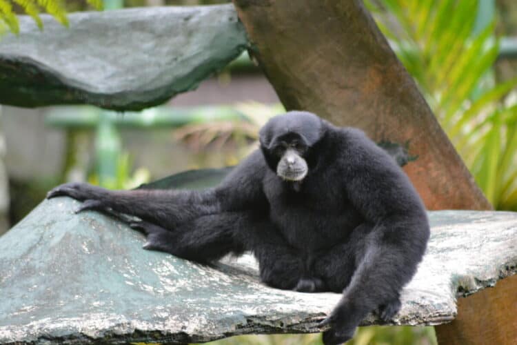 Kloss's gibbon, Hylobates klossii, also known as the Mentawai gibbon, the bilou or dwarf siamang, is an endangered primate in the gibbon family, Hylobatidae.