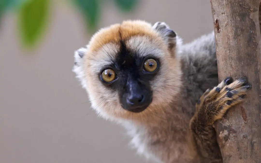 Sanford’s Brown Lemur