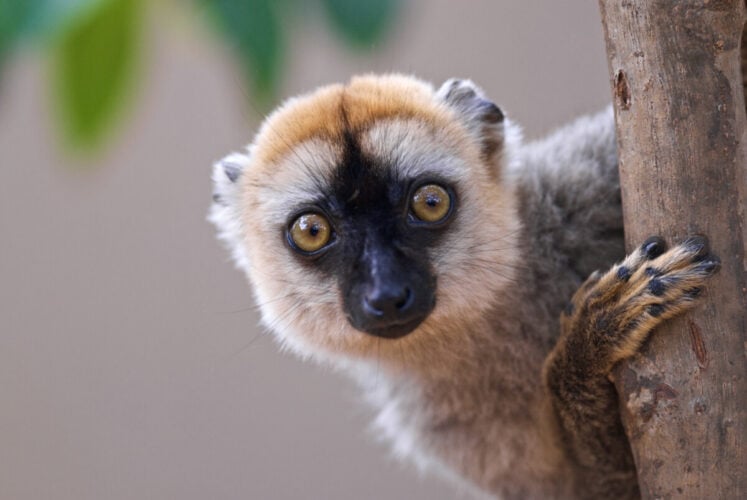 Closeup of Sanford's brown lemur looking behind the tree. Eulemur sanfordi.