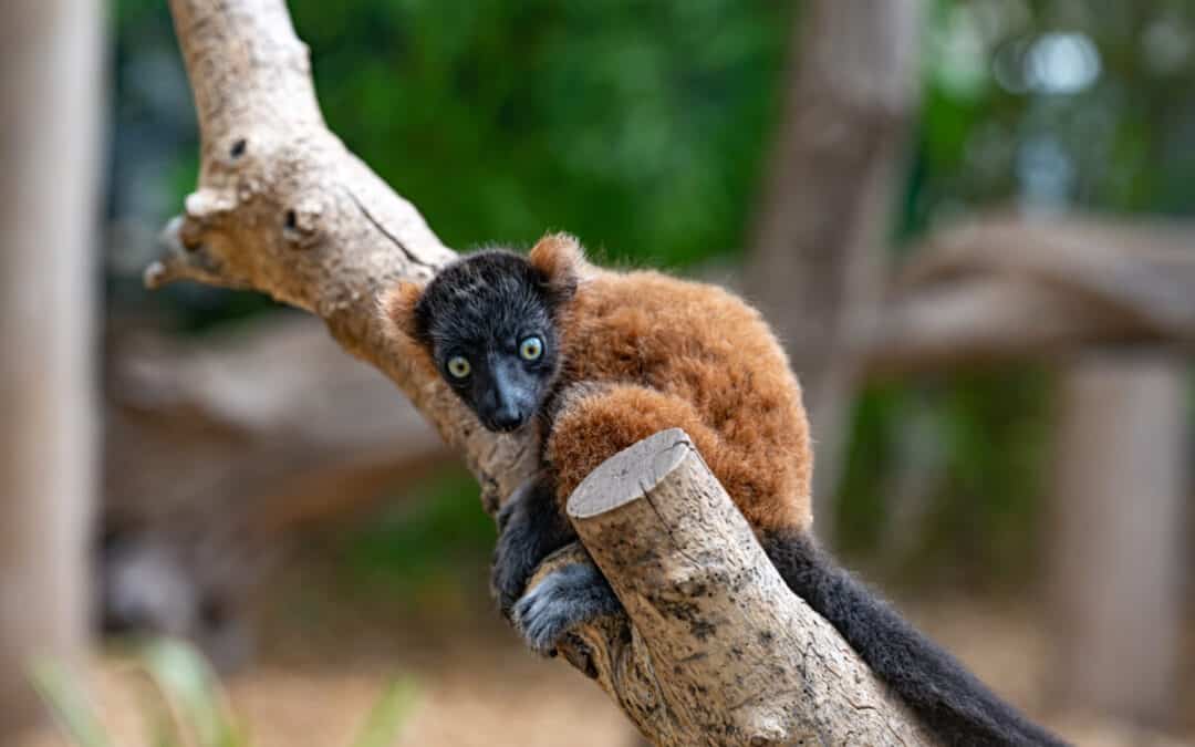 Blue-Eyed Black Lemur