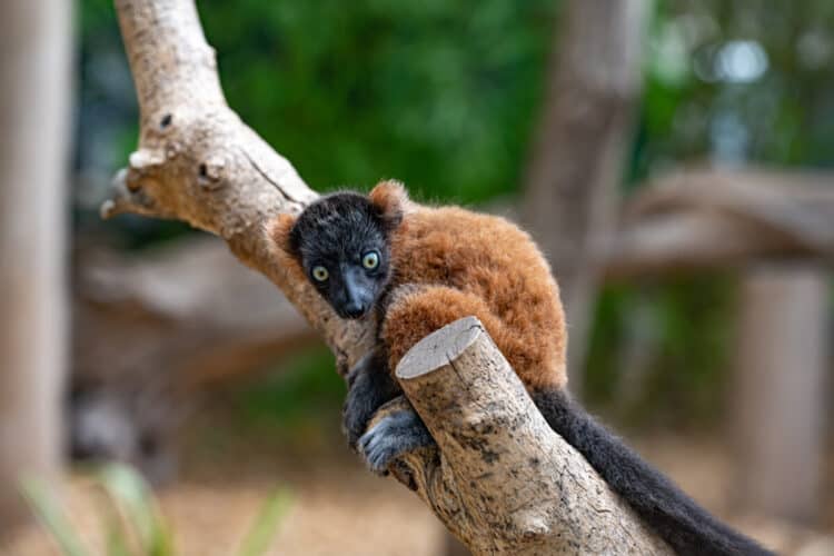 Blue-Eyed Black Lemur