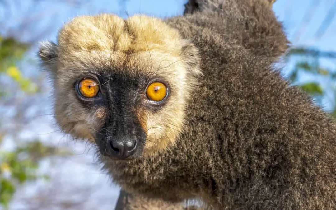 White-Headed Lemur