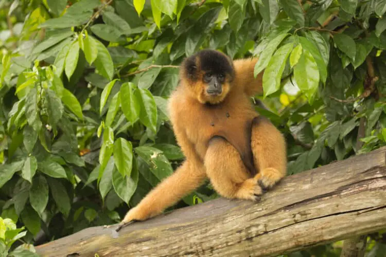 Black Crested Gibbon