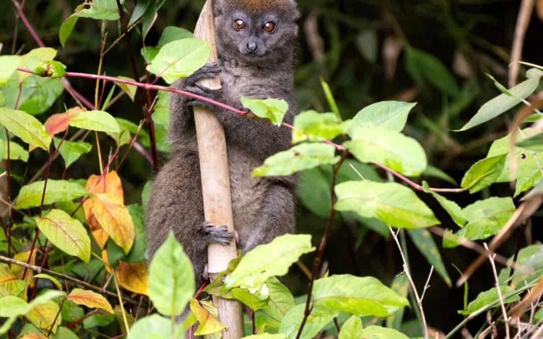 Southern Lesser Bamboo Lemur