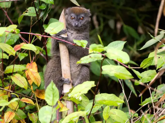 The lesser bamboo lemur,, sits in a bamboo grove and feeds on leaves. Mantadia National Park. Madagascar