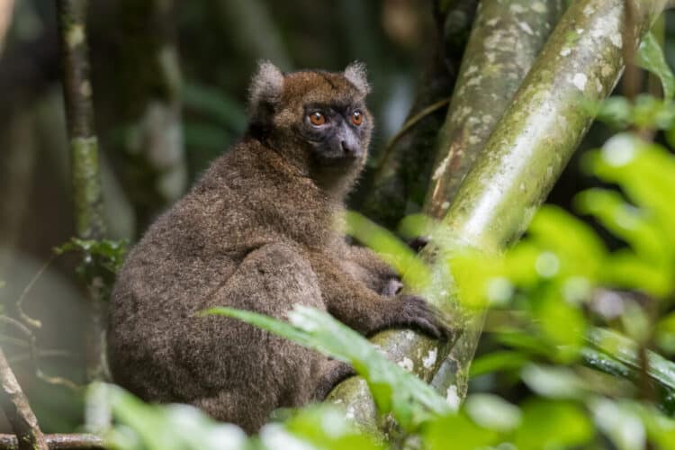 This is one of the last two Greater bamboo lemurs on the planet. This is what the local guide told me, the two Greater bamboo lemurs that are left are a father and daughter.