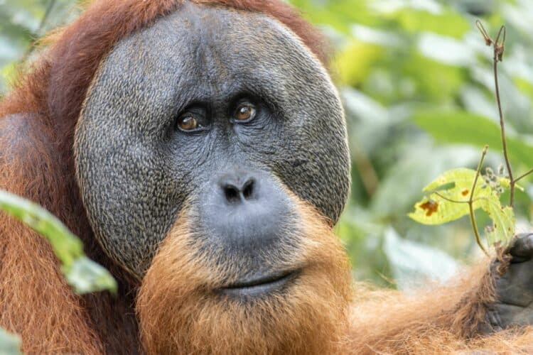 tapanuli orangutan