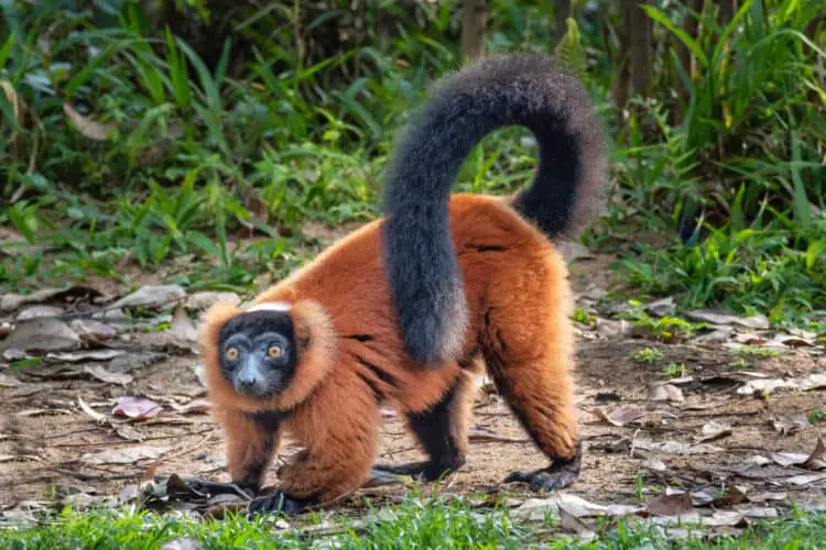 The red ruffed lemur (Varecia rubra) is an endangered species of ruffed lemur, one of two which are endemic to the island of Madagascar.