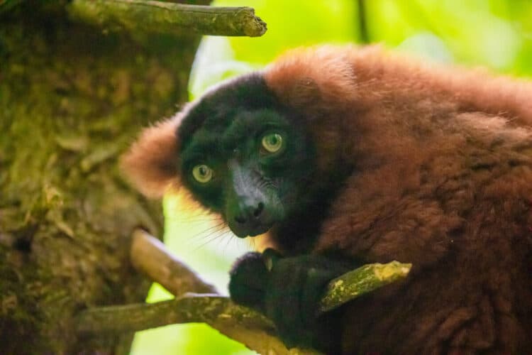 brown lemur on green tree. Wild endemic animals concept and nature background